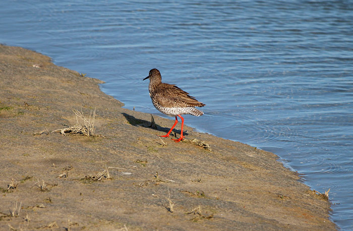 Rotschenkel am Priel