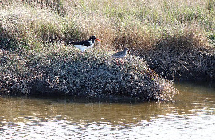 Watv&ouml;gel im Deichvorland
