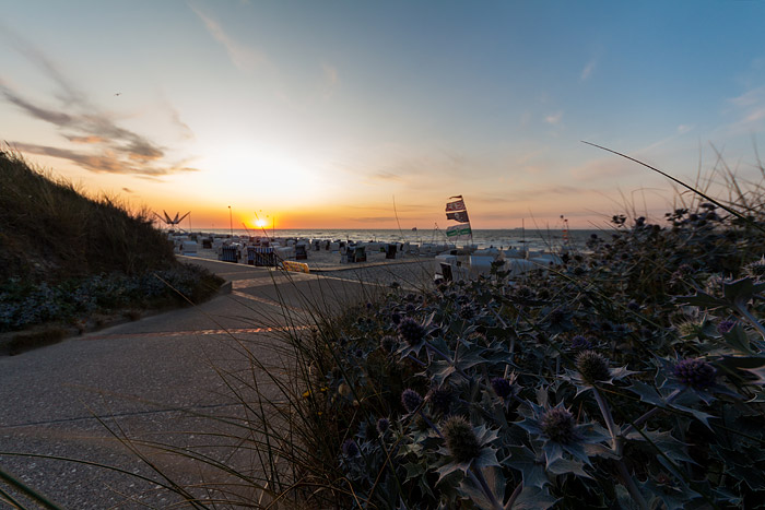 Stranddisteln am Niedergang zum Strand