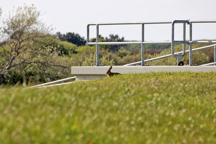 Feldhase am Deichschart