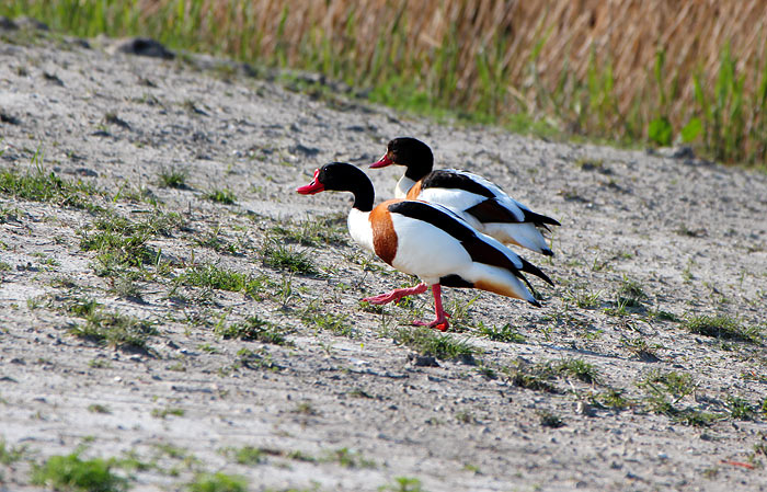 G&auml;nsep&auml;rchen am Deich