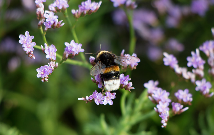 Strandflieder mit Hummel