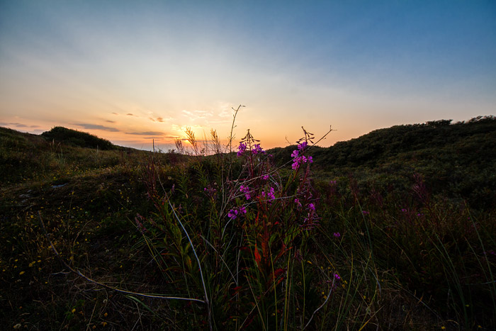 Weidenr&ouml;schen im D&uuml;nental