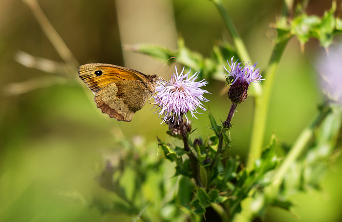 Gro&szlig;es Ochsenauge