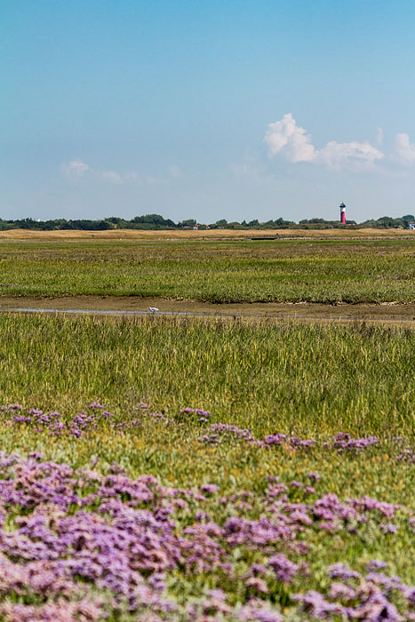 Salzwiesenlandschaft