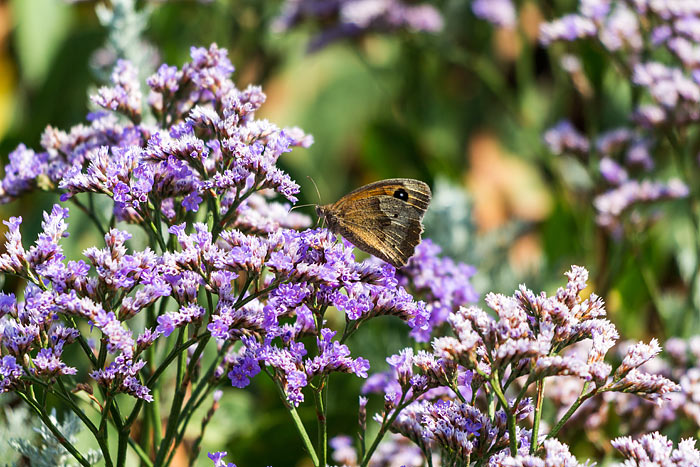 Gro&szlig;es Ochsenauge auf dem Strandflieder