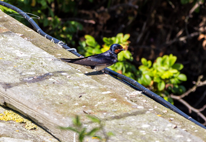 Rauchschwalbe am Deichgraben