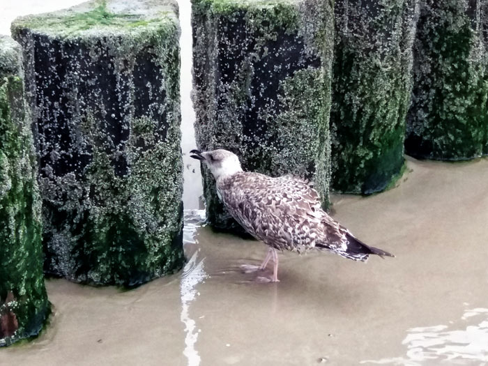 Jungm&ouml;we auf Nahrungssuche