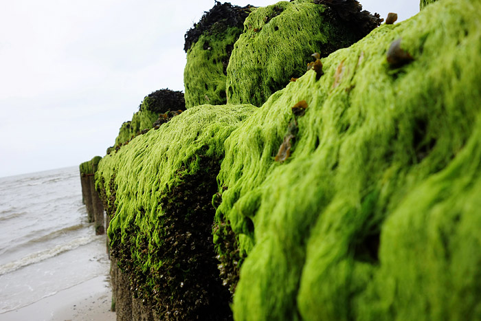 Algen an der Pfahlbuhne