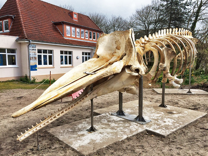 Walskelett vorm Rosenhaus