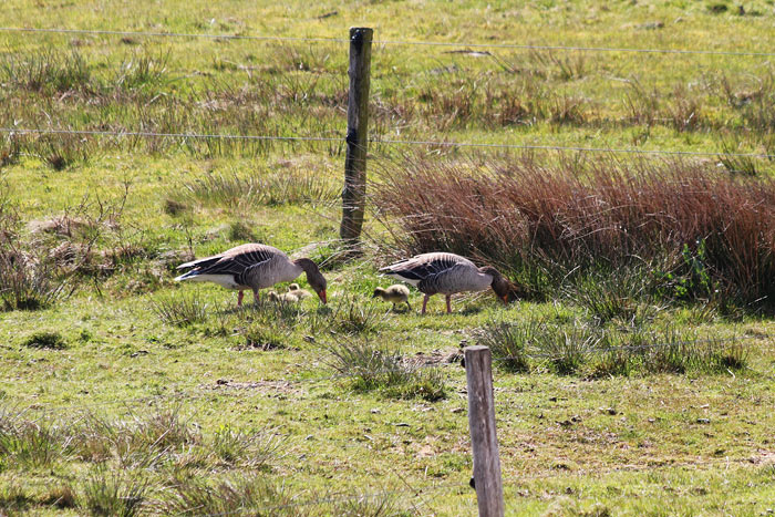 Graug&auml;nse im Westinnengroden