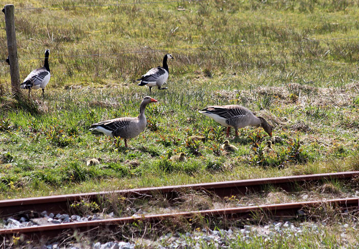 Graug&auml;nse mit K&uuml;ken