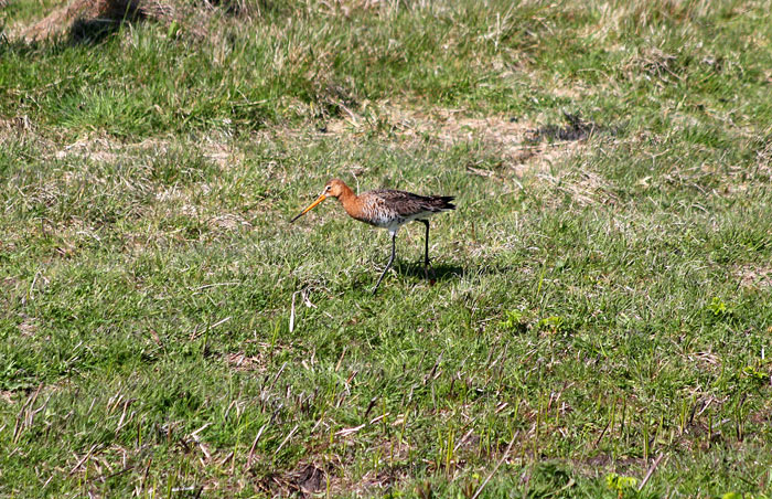 Uferschnepfe im Westgroden