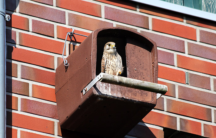 Turmfalke am Schlauchturm