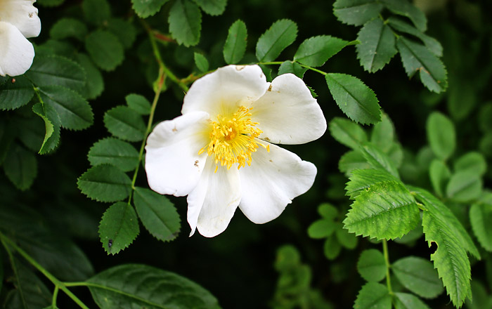 Hundsrose im kleinen Rosengarten