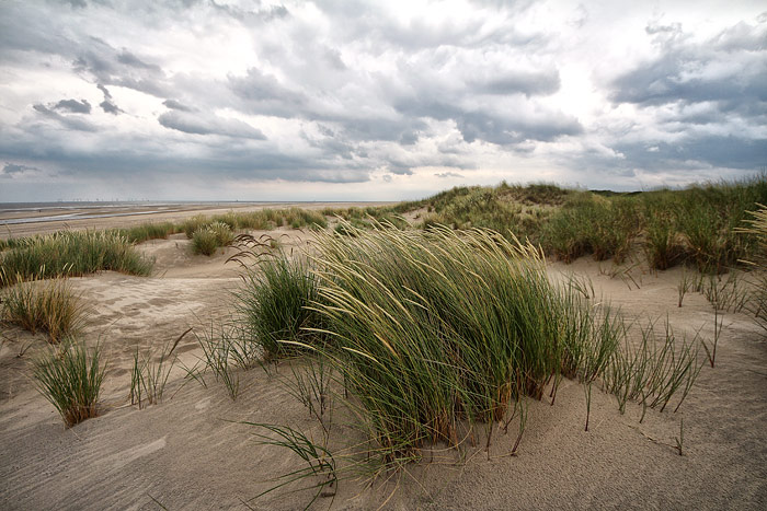 Wei&szlig;d&uuml;nen im Osten