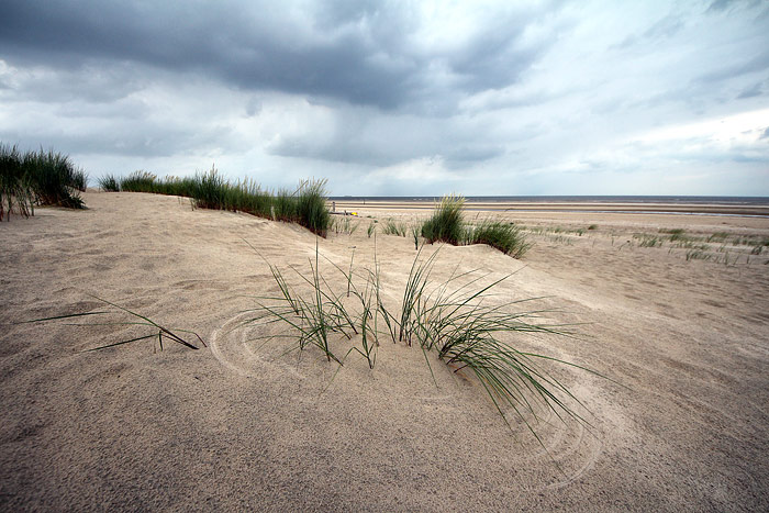 Strandhafer in den Vord&uuml;nen