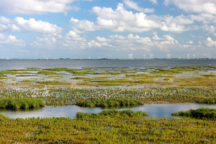 Salzwiesen mit Quellerzone