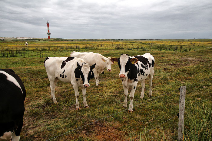 K&uuml;he im Westinnengroden