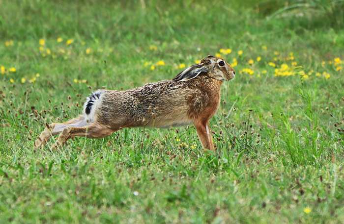 Feldhase am Westgrodendeich
