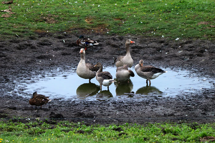 Graugans-Familie im Wasserloch