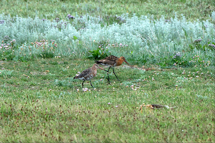 Uferschnepfen am Deichfu&szlig;