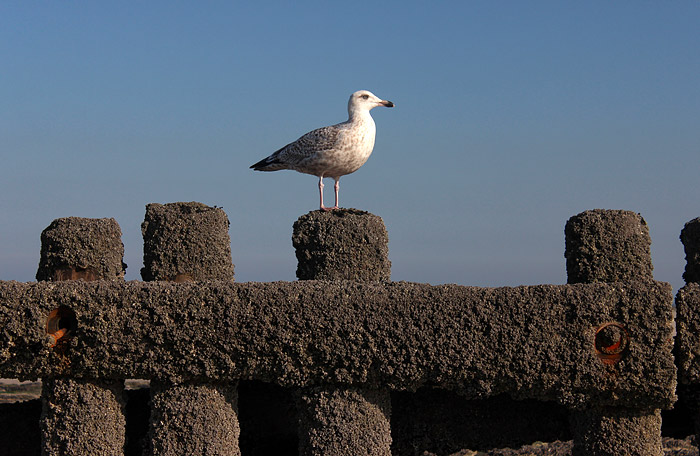M&ouml;we auf der Pfahlbuhne