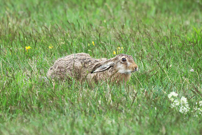 Feldhase am Deich