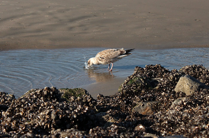 Junge Silberm&ouml;we im Priel