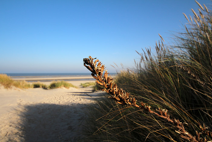 Nachtkerze in den D&uuml;nen