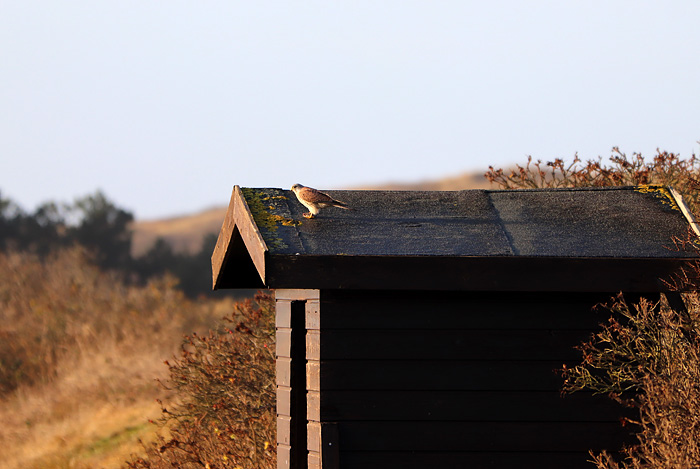 Falke auf der Wetterh&uuml;tte