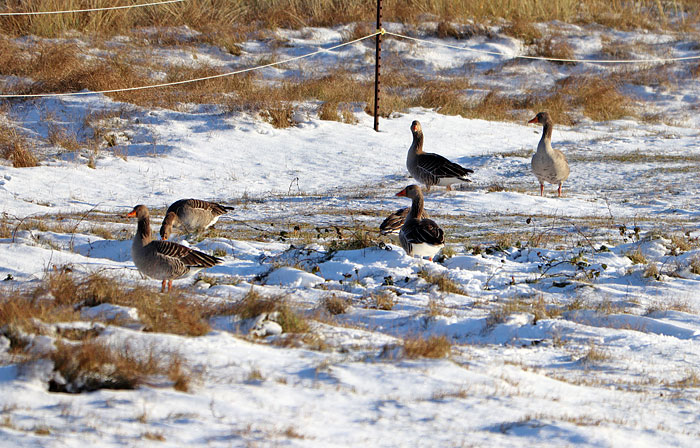 Graug&auml;nse im Westinnengroden