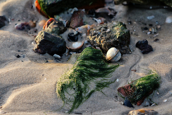 Steine, Sand und Muscheln