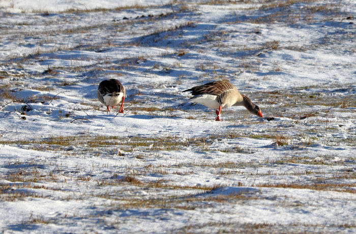 Graug&auml;nse auf Futtersuche