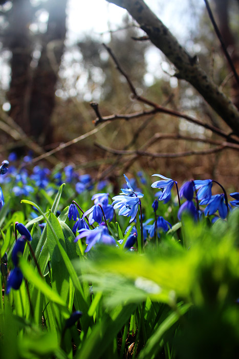 Sibirische Blausterne im Teichgarten