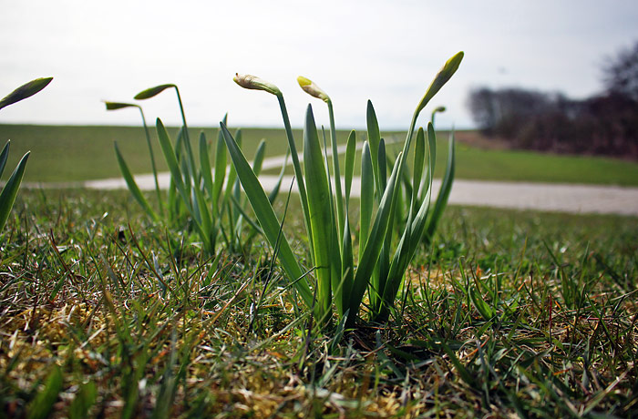 Narzissen am Deich