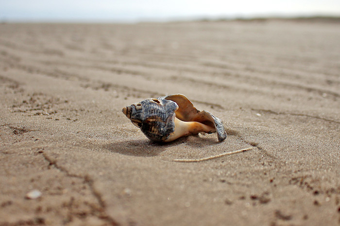 Gehäuse der Wellhornschnecke