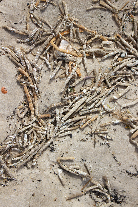 R&ouml;hrenh&uuml;llen des B&auml;umchenr&ouml;hrenwurms