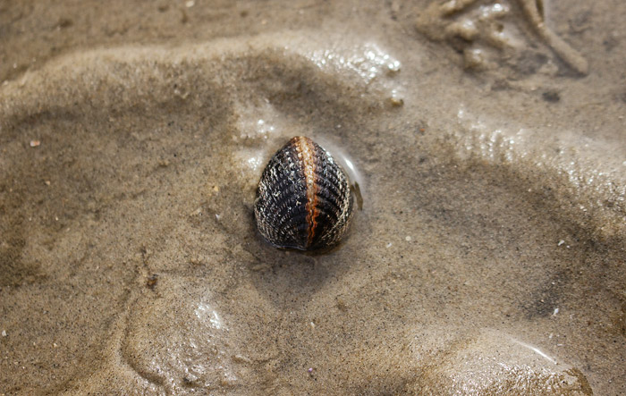 Herzmuschel im Sand