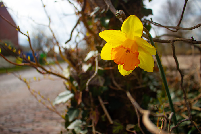 Narzisse an der Siedlerstra&szlig;e