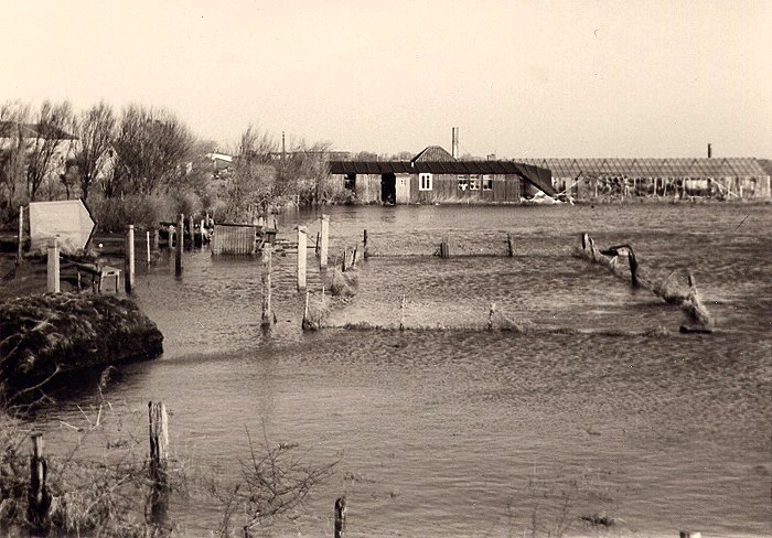Sturmflut 1962. G&auml;rtnerei im Dorfgroden