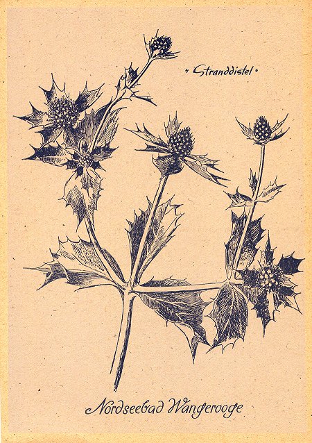 Zeichnung einer Stranddistel