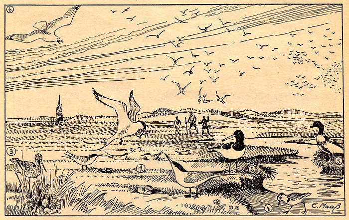 Die Vogelwelt Wangerooges