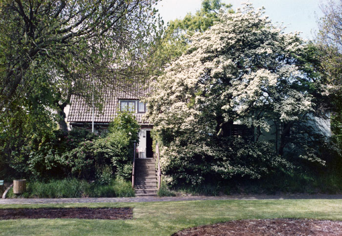 Bl&uuml;hender Wei&szlig;dorn am Dorfplatz