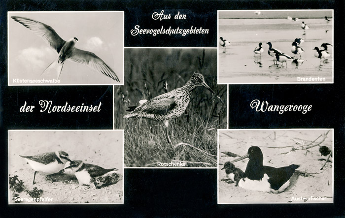 Aus den Seevogelschutzgebieten