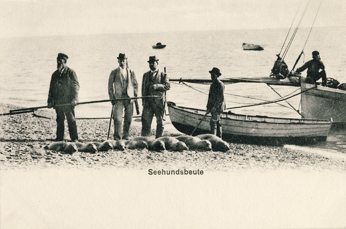 Seehundsbeute
