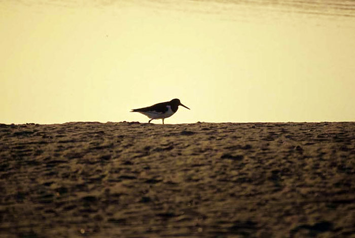 Austernfischer im Abendlicht