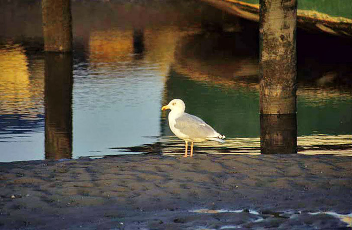 Niedrigwasser am Yachthafen