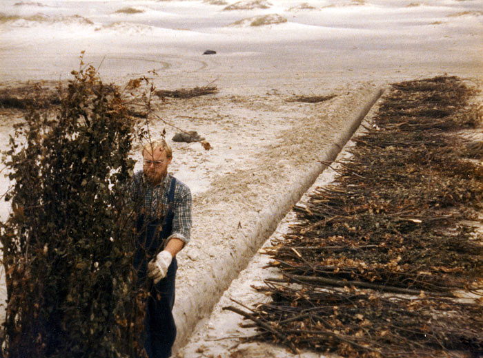 Buschsetzen an den Nordostd&uuml;nen