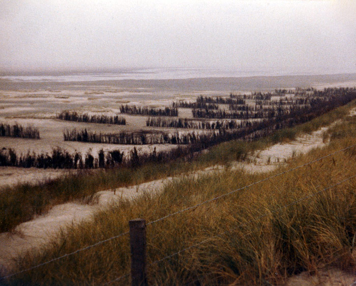 Buschquerschl&auml;ge hinter Neudeich